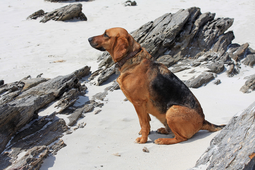 Strandhund