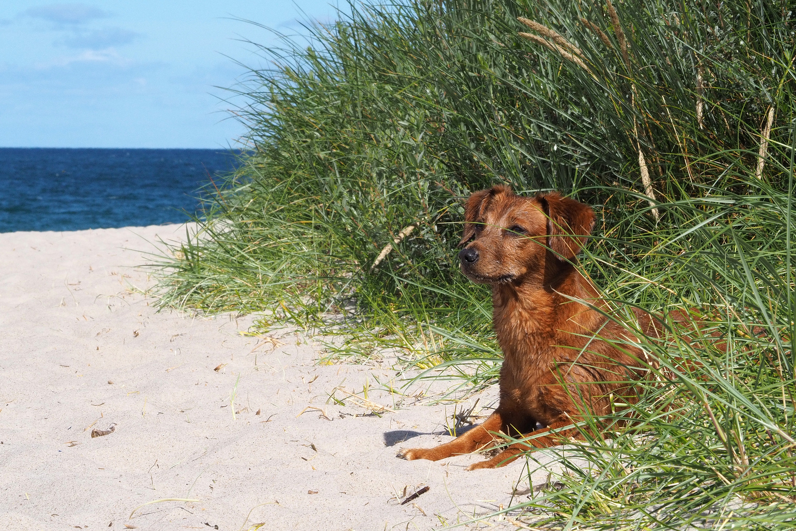Strandhund