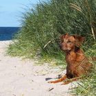 Strandhund