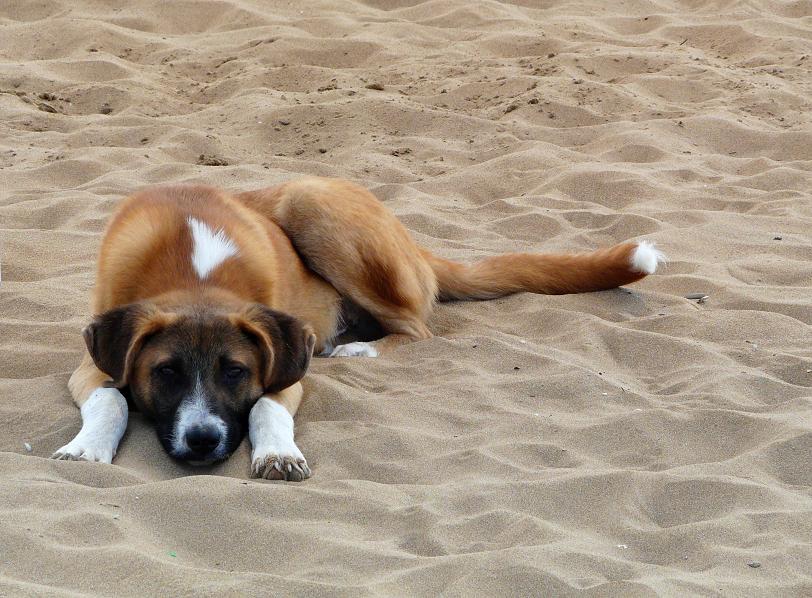 Strandhund