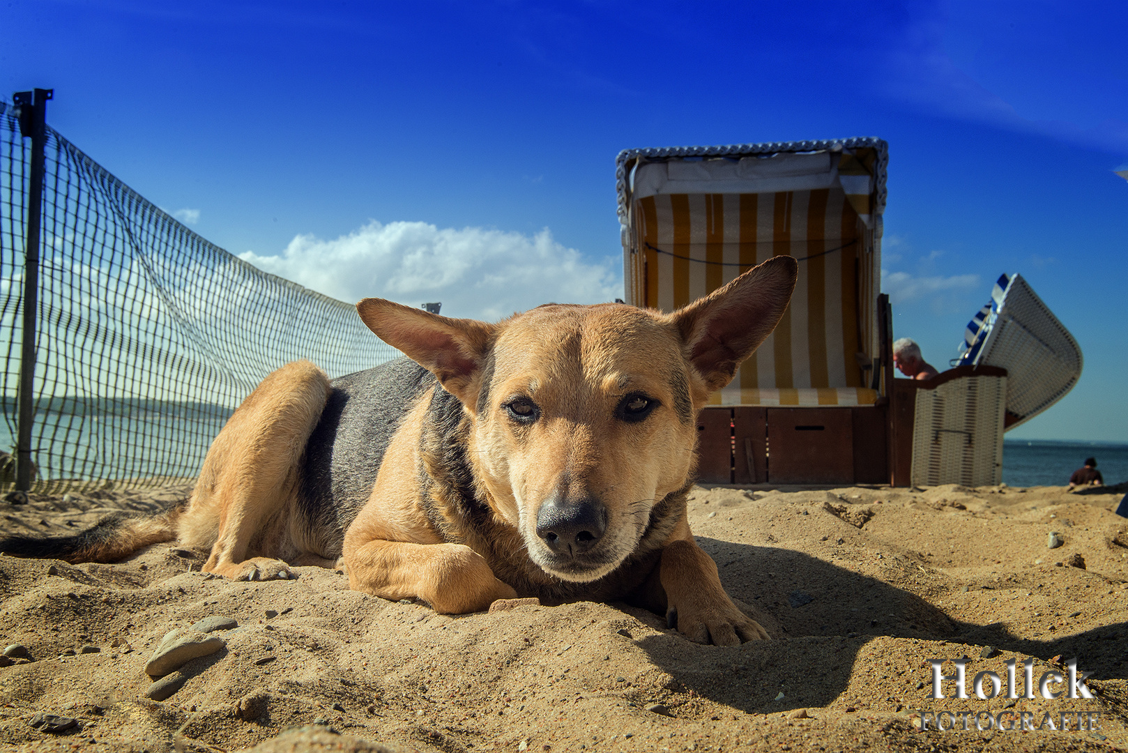 Strandhund