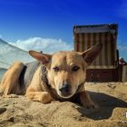 Strandhund