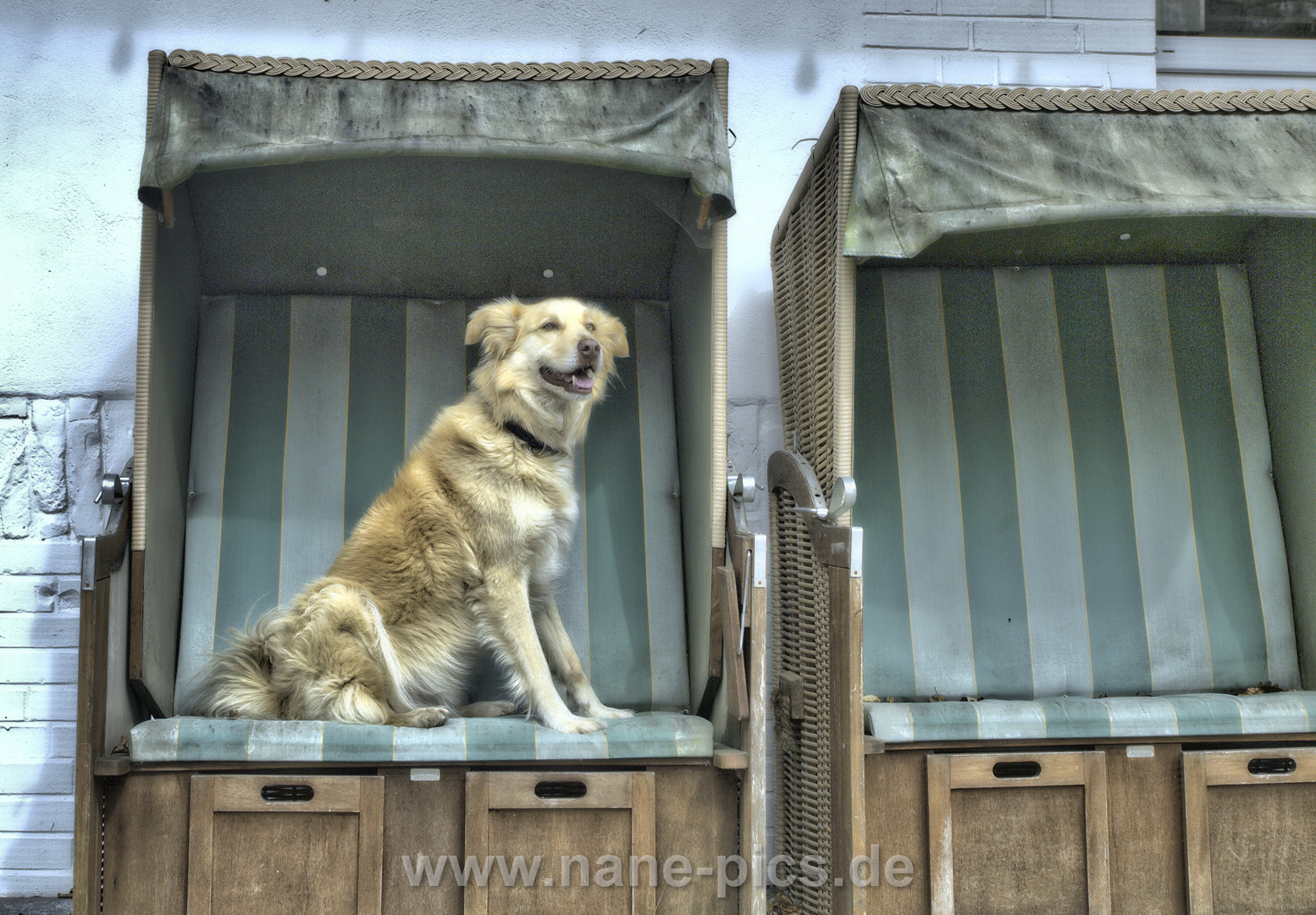 Strandhund