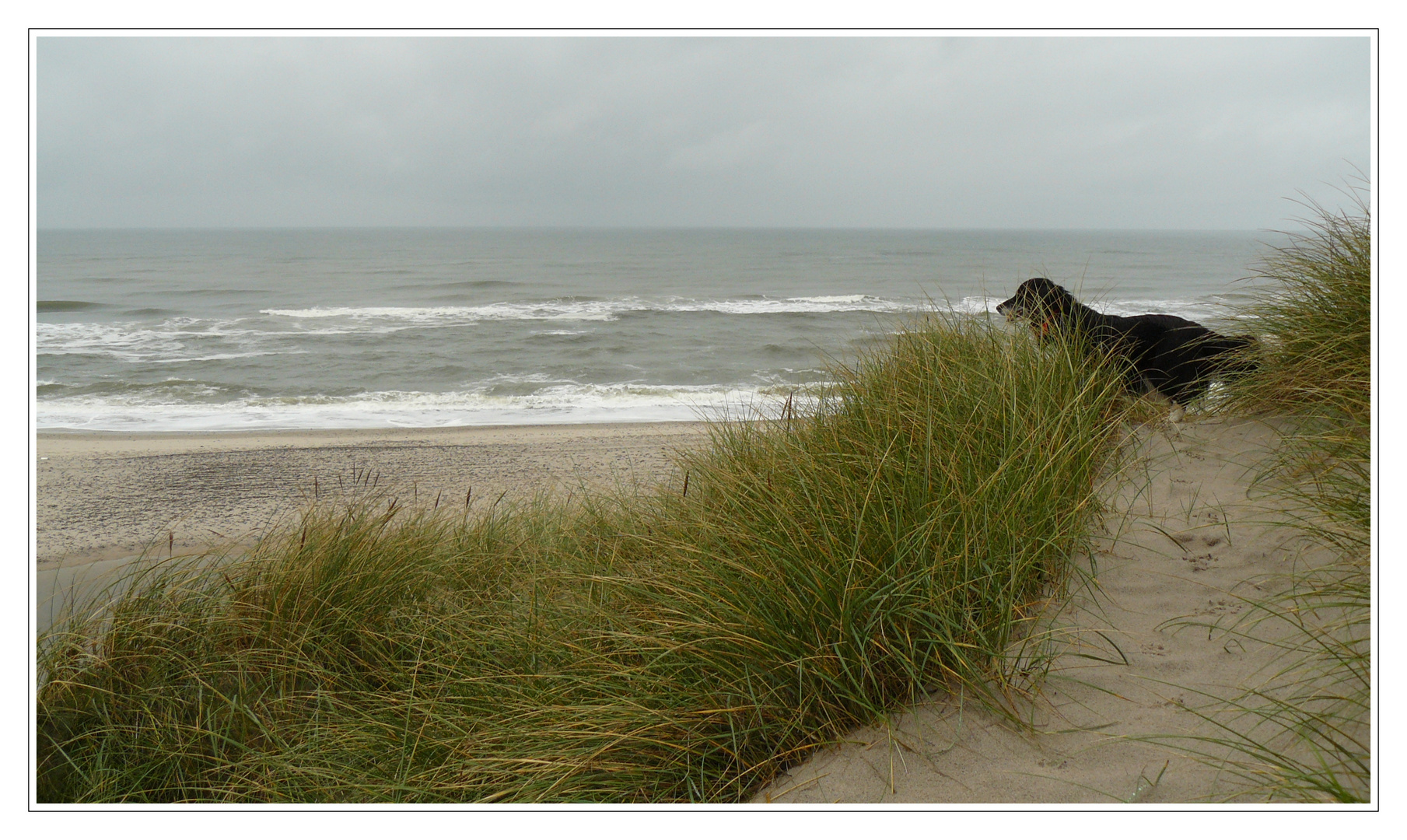 StrandHund