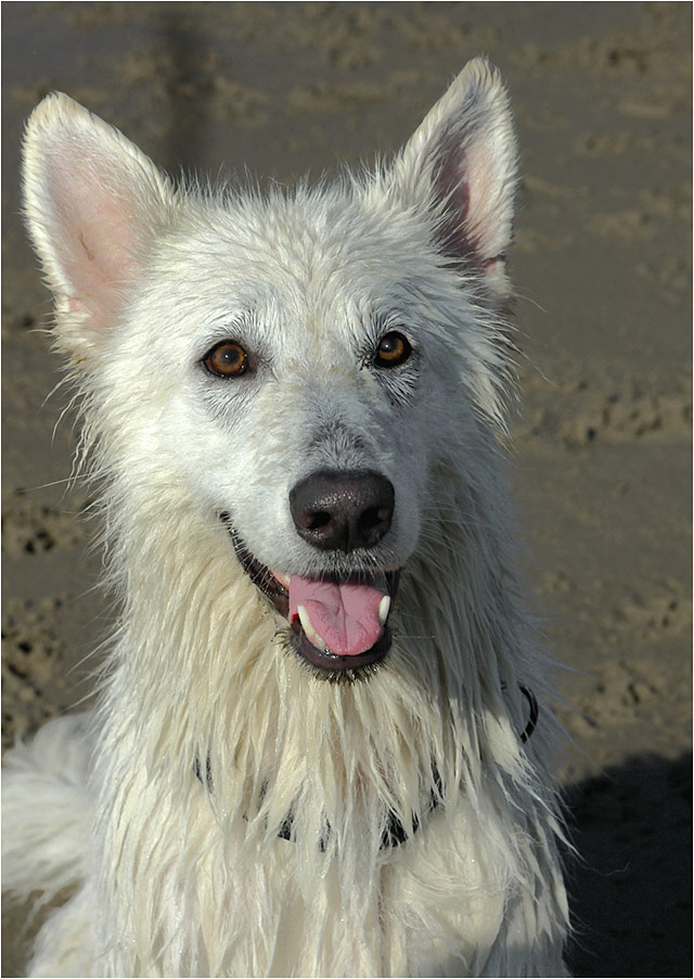 Strandhund