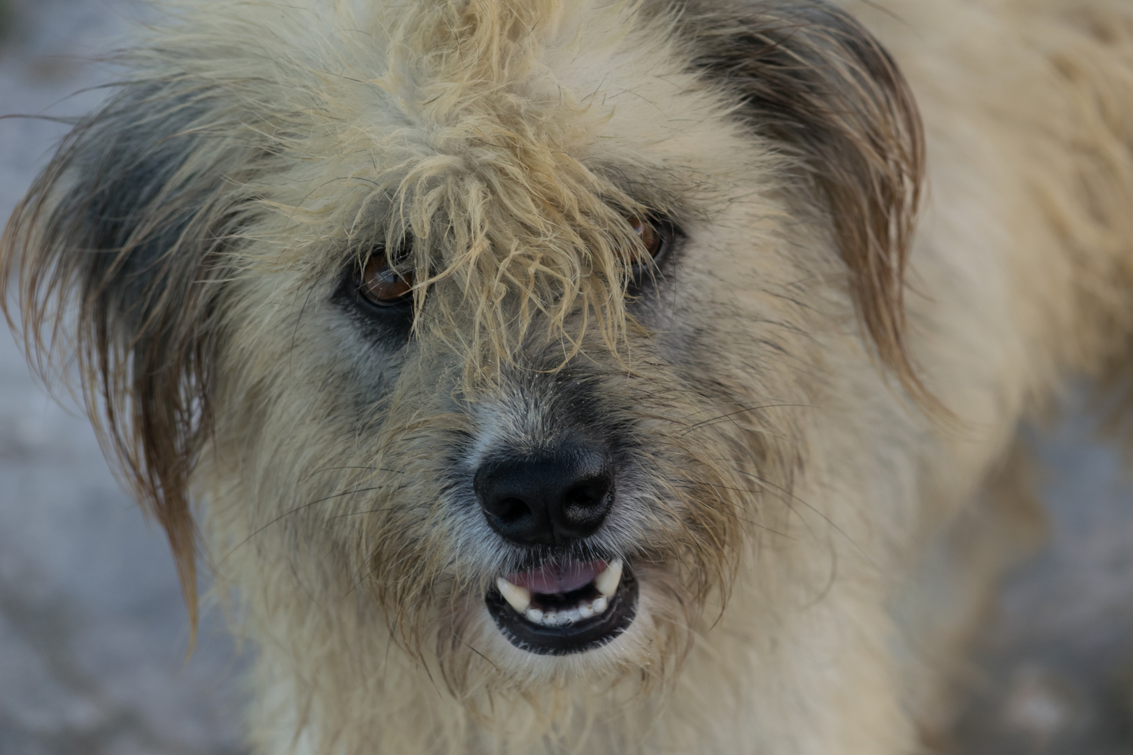 Strandhund