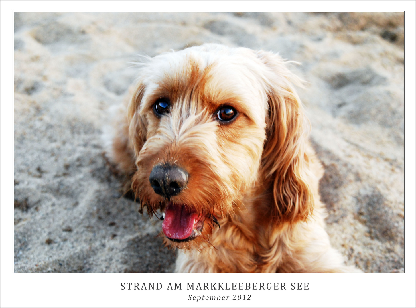 Strandhund