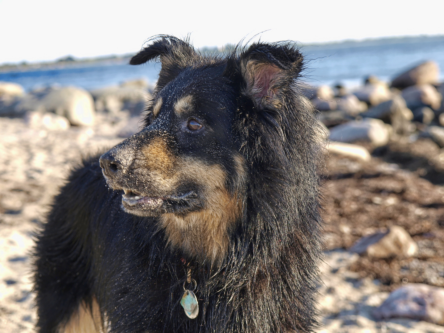 Strandhund