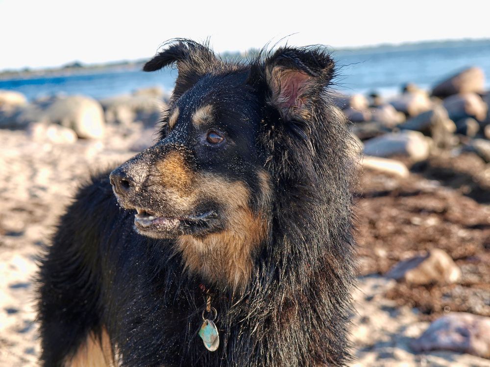 Strandhund