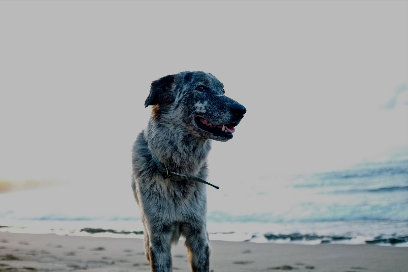 Strandhund