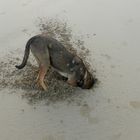 Strandhund kopfüber im Sand