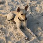 Strandhund von Boracay , Philippinen ,2007