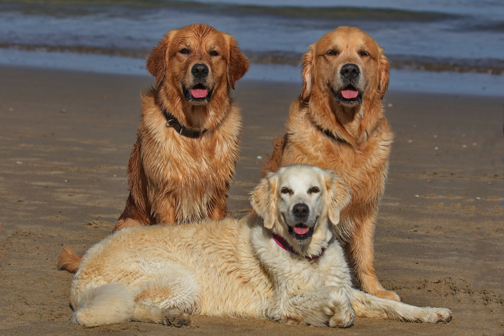 Strandhunde