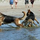 strandhunde