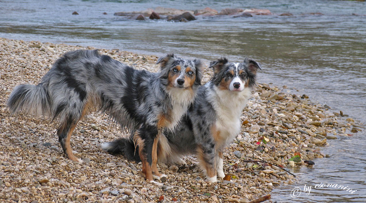 Strandhunde