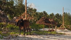 Strandidylle auf Zanzibar