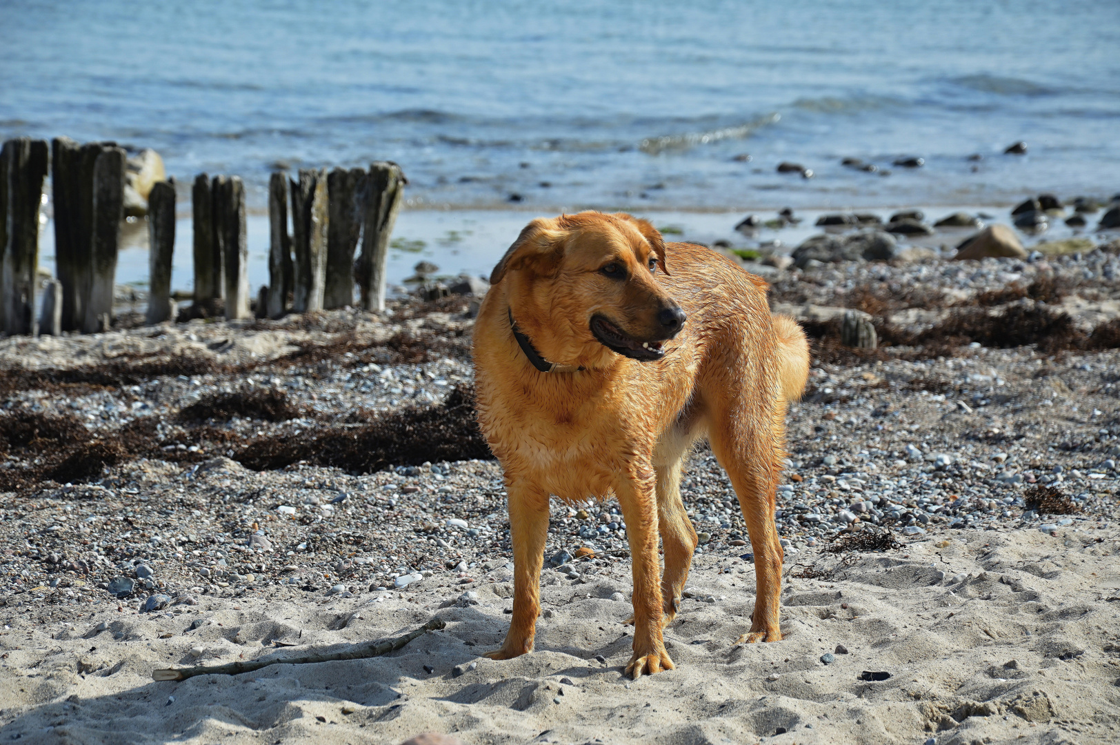 Strandjunge