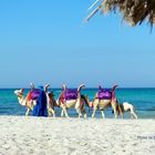 "Strandkarawane" auf Djerba