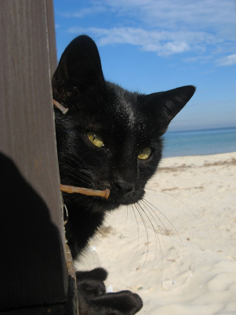 Strandkater