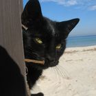 Strandkater