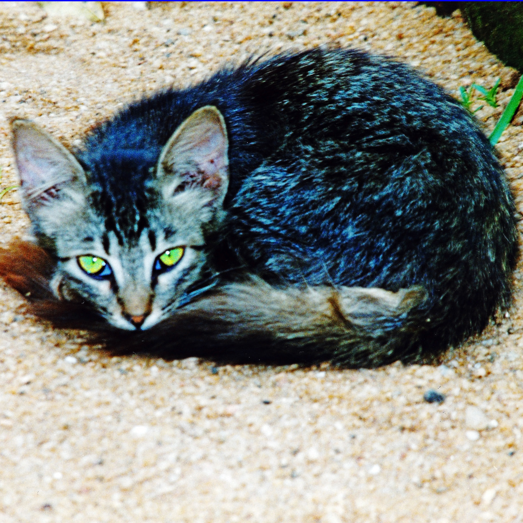 Strandkatze