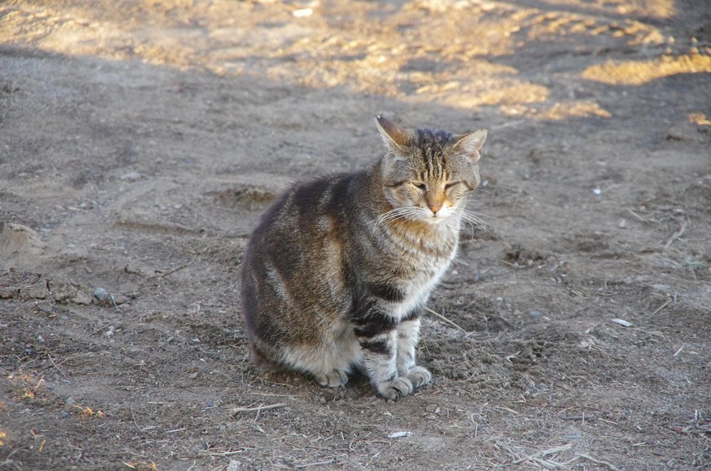 Strandkatze