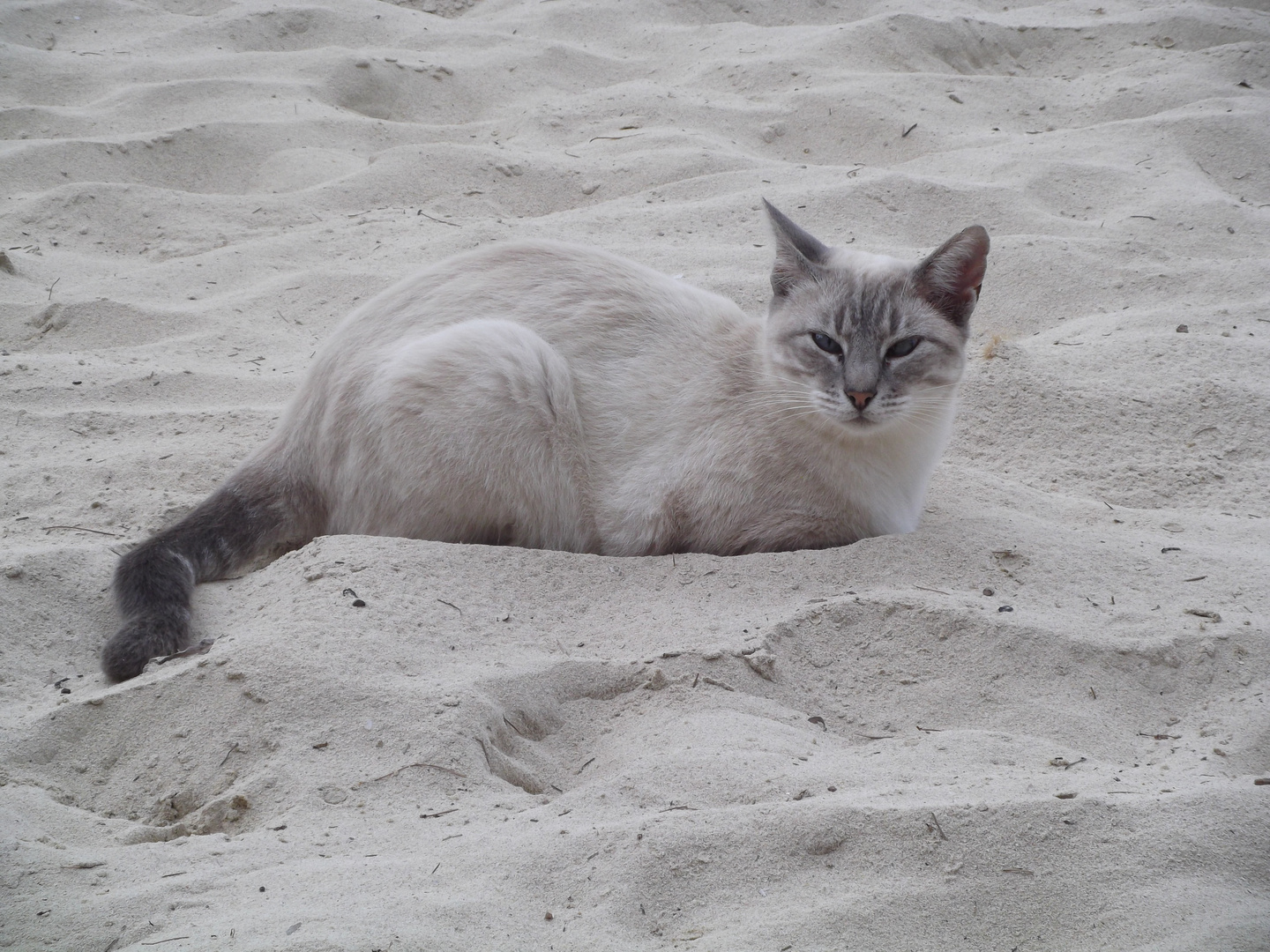 Strandkatze