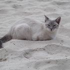 Strandkatze