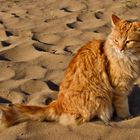 Strandkatze in Çolakl&#305;