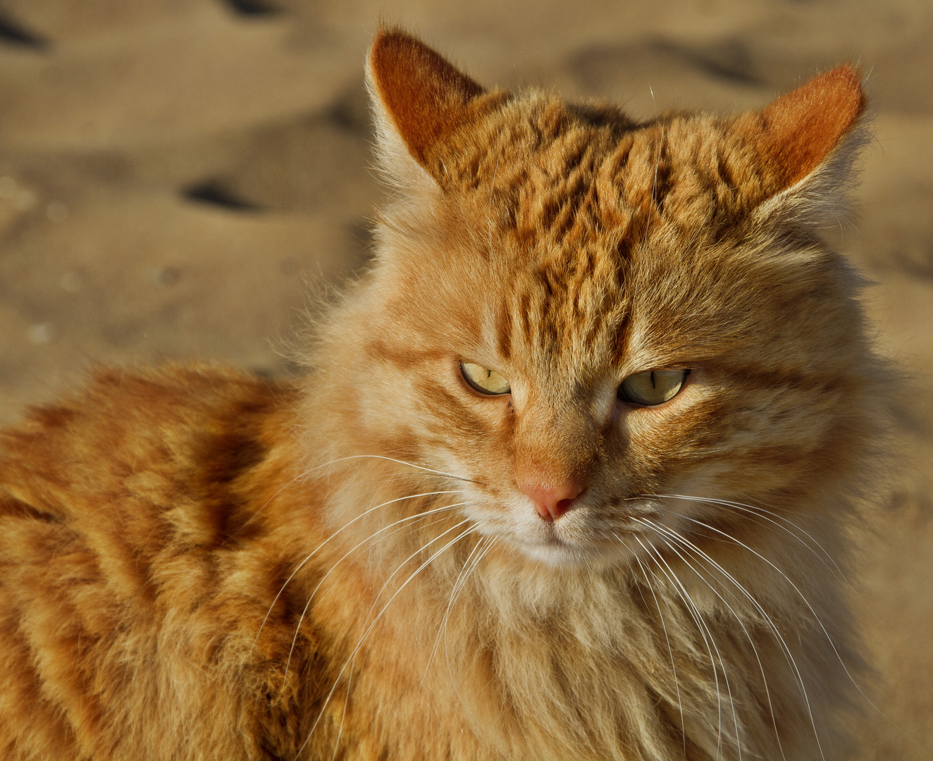 Strandkatze Portrait