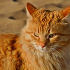 Strandkatze Portrait