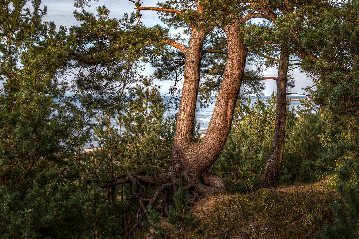 Strandkiefer Foto & Bild | wald, bäume, baum Bilder auf fotocommunity