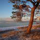 Strandkiefern im Winterlicht