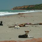 Strandkinder und -Hunde