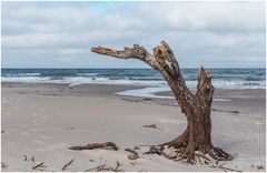 Strandknips