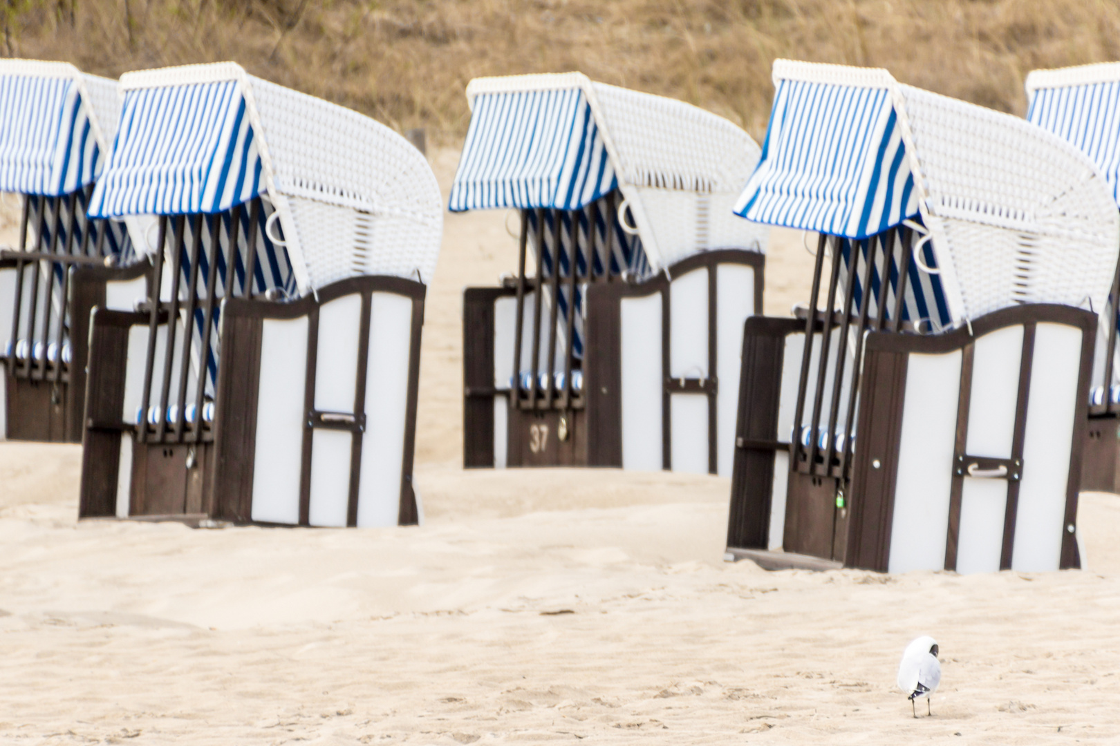 Strandkörbe auf Usedom