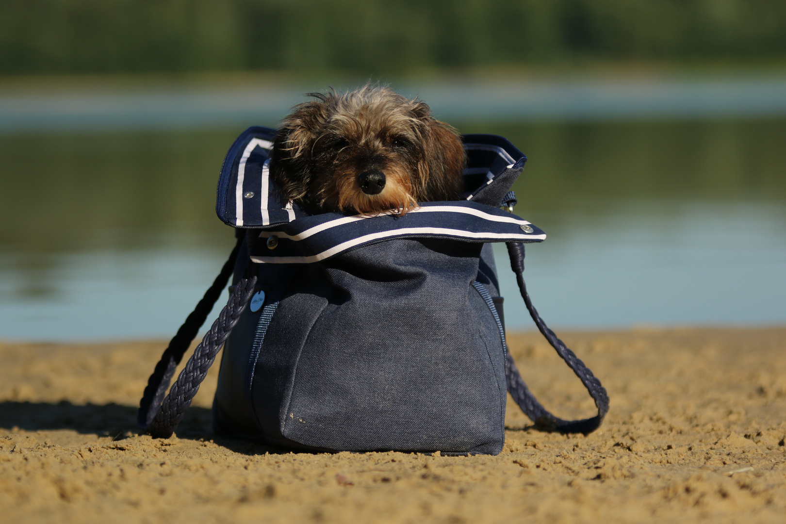Strandkorb Foto &amp; Bild tiere, haustiere, hunde Bilder auf
