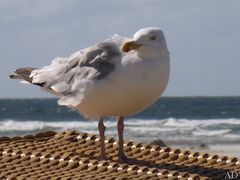 Strandkorb-Besitzer