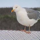 Strandkorb Möwe auf Sylt