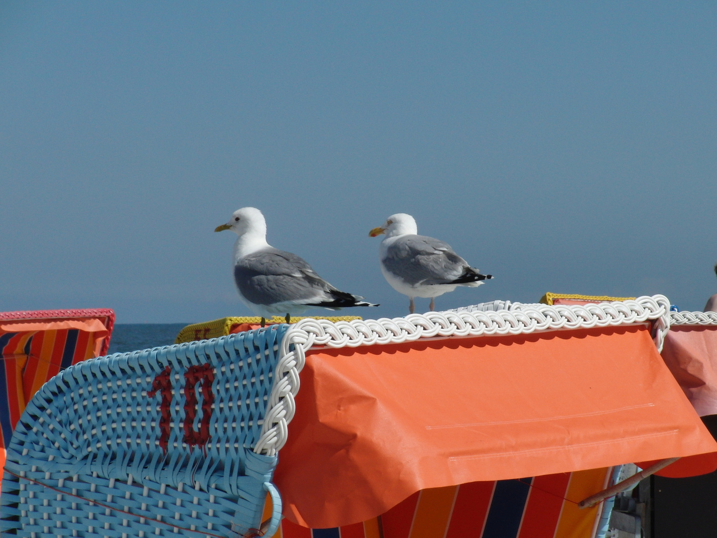 Strandkorb - schon besetzt