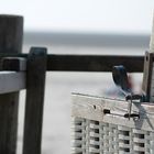 Strandkorb, Sonne .... viel Ruhe in St. Peter Ording