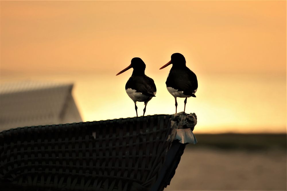 Strandkorbbesetzer