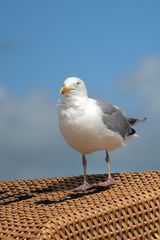 Strandkorbwächter