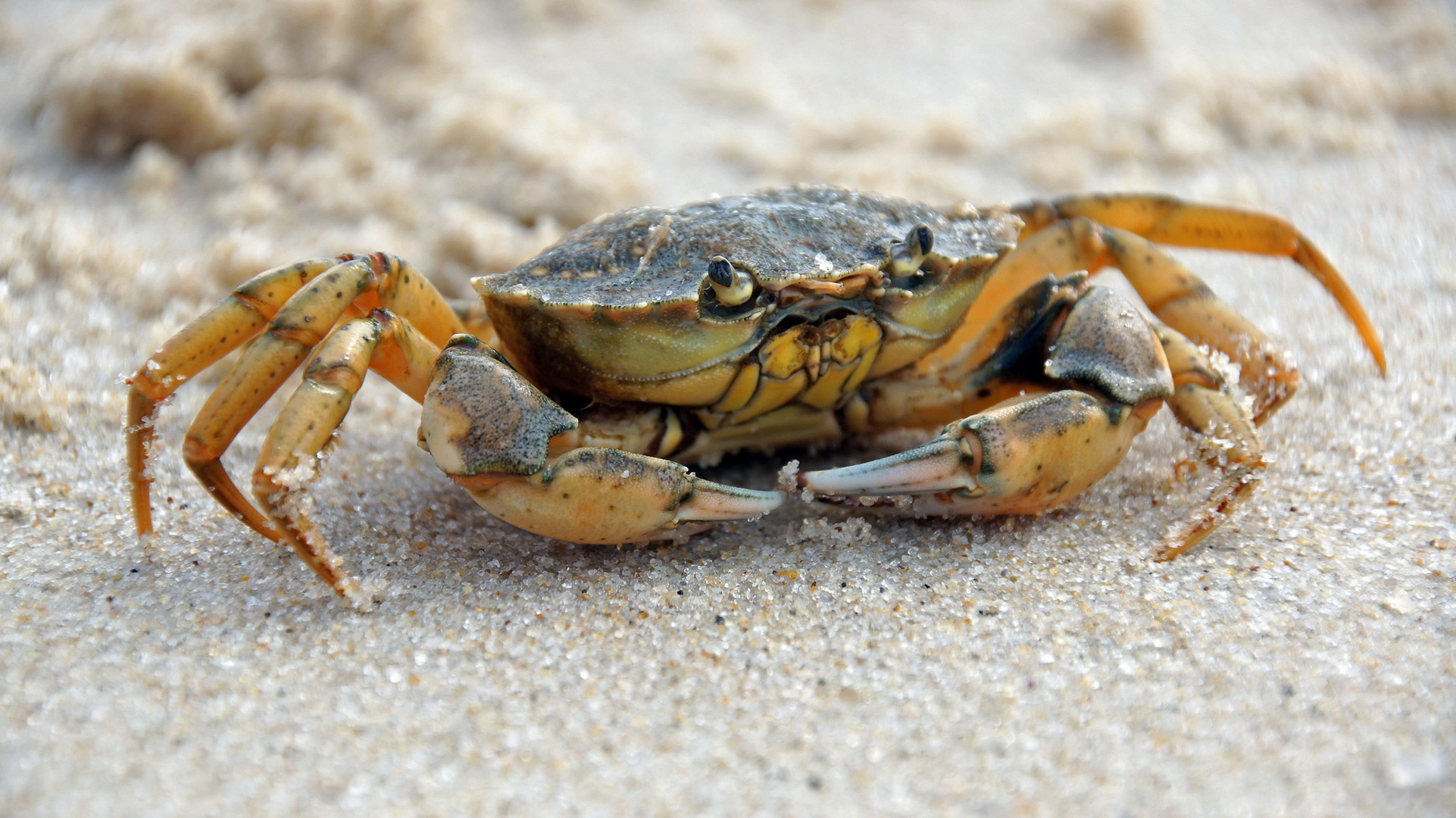 Strandkrabbe