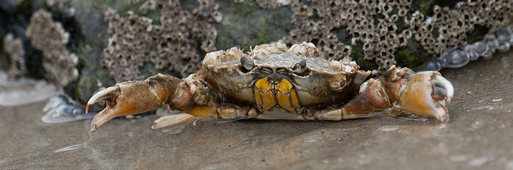 Strandkrabbe