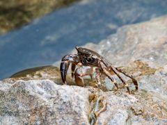 Strandkrabbe