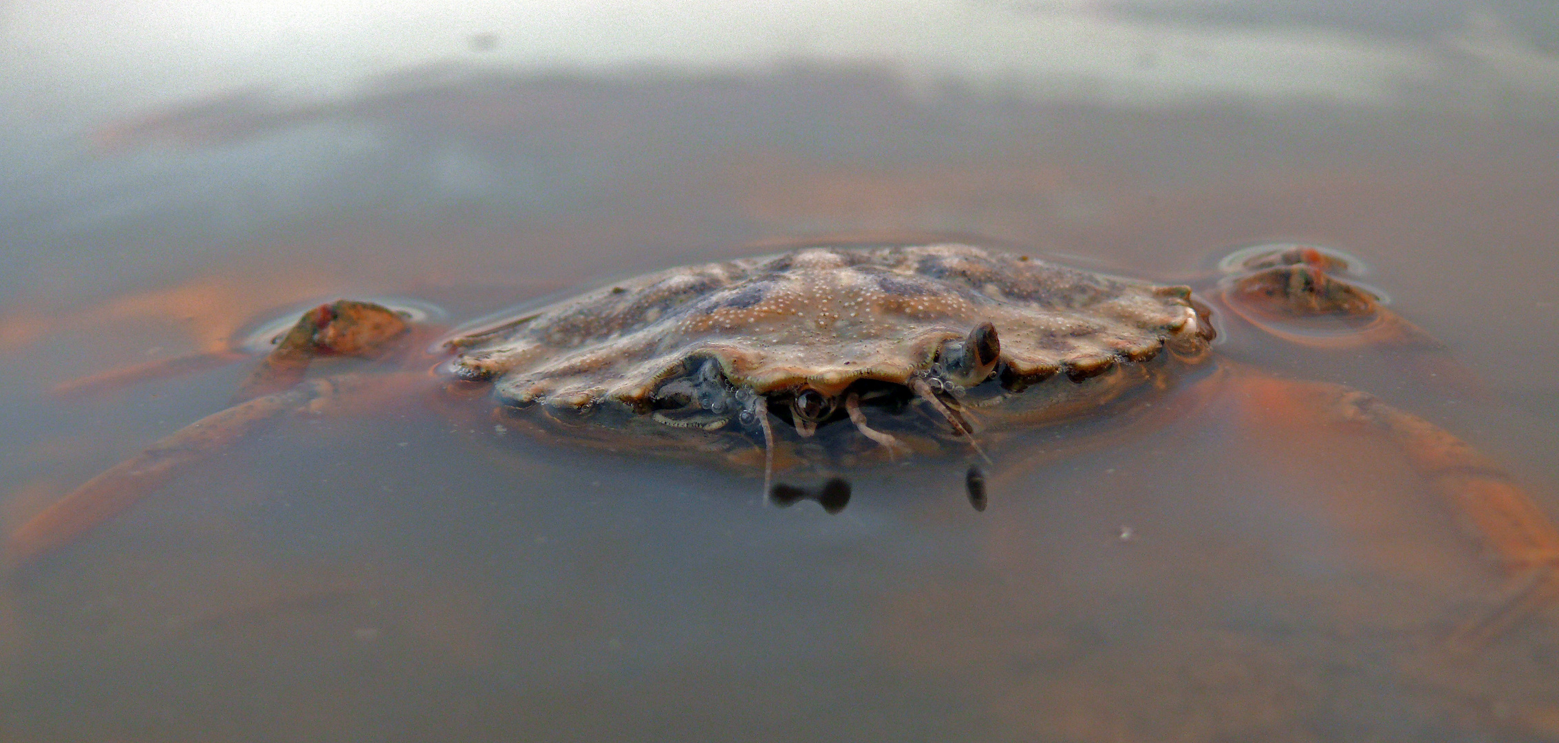 Strandkrabbe