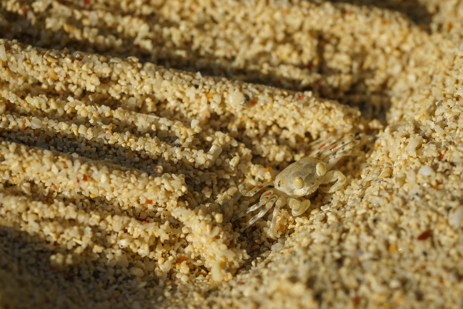 Strandkrabbe