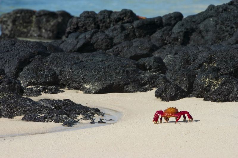 Strandkrabbe auf den Galapagos