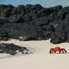 Strandkrabbe auf den Galapagos